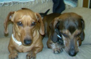 Josie and Jazz (Dachshunds)