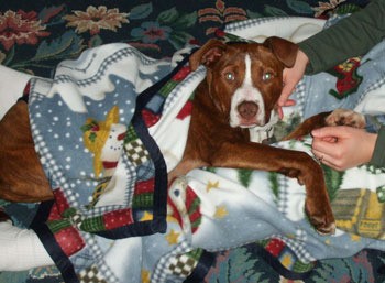 Reddish brown and white dog under a blanket.