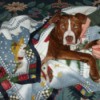 Reddish brown and white dog under a blanket.
