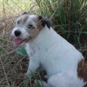 A Jack Russell Terrier sitting in the grass.