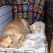 dog lying in crate