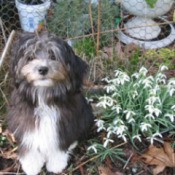 Muffin At Six Months (Papillon/ShihTzu/Poodle)