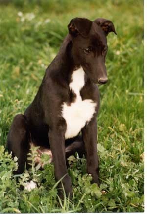 Greyhound in Grass