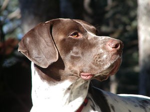 Shorthaired Springer Spaniel German Shorthair Pointer Breed Information and Photos 