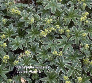 Growing: Lady's Mantle