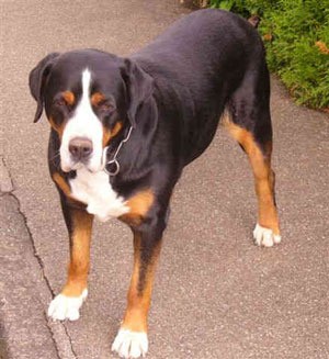 A Swiss mountain dog on a sidewalk outside.