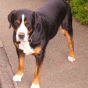 A Swiss mountain dog on a sidewalk outside.