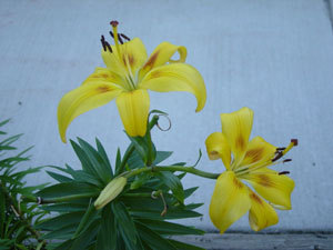 yellow lily