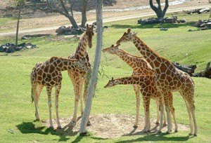 giraffes at the zoo