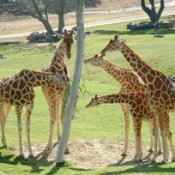 giraffes at the zoo