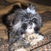 Miss Akemi (Shih Tzu) - Dark haired dog with bow in their hair.