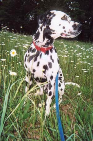 Dalmatian in field of daisies.