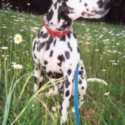Dalmatian in field of daisies.