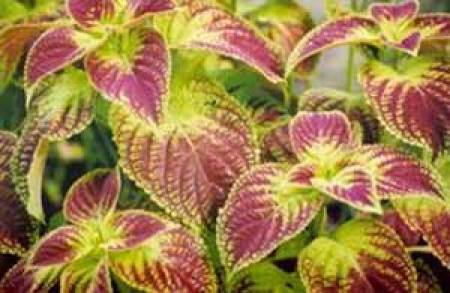 pink and yellowish green coleus