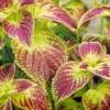 pink and yellowish green coleus