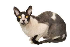 Closeup of Cornish Rex cat.