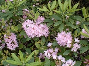 Wild Rhododendron - Western Washington