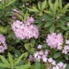 Wild Rhododendron - Western Washington
