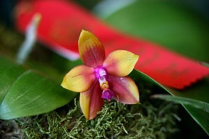 orchid at show