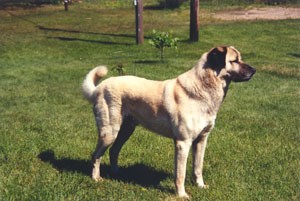 Anatolian Shepherd Dog on grass