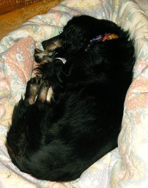Sleeping long haired black dog