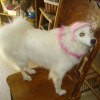 A white dog with a pink hat on.
