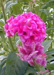 Celosia (Cockscomb)