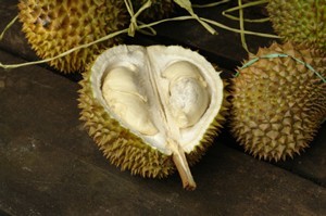 Using Durian