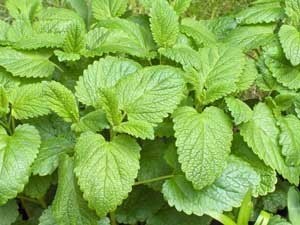 lemon balm