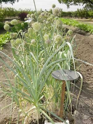 Growing: Leeks