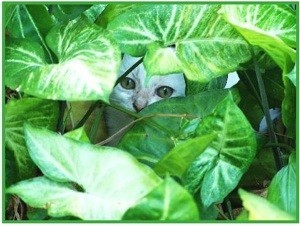 white kitten peering out from behind plant leaves