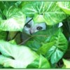 white kitten peering out from behind plant leaves