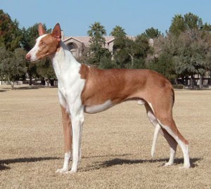 Ibizan Hound