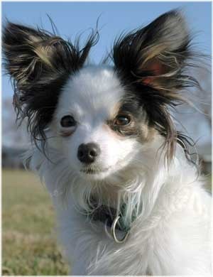 Closeup of Papillion.