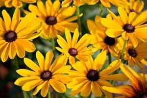 Closeup of Black-eyed Susans