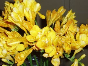 yellow freesia flowers