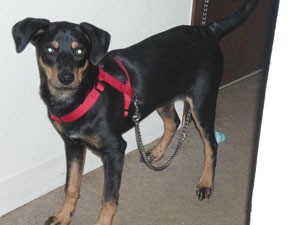 Small black and brown dog with red halter.