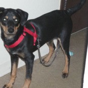 Small black and brown dog with red halter.