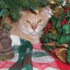 Cat under Christmas tree.