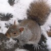 squirrel in the snow