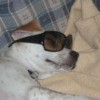 Dog with sunglasses.