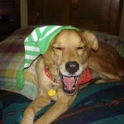 Golden mix with striped knit hat on.