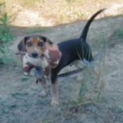 Jake (Miniature Beagle)