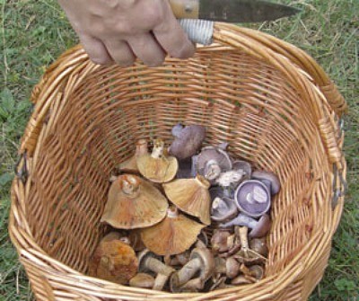 Basket of mushrooms