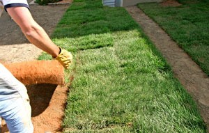 laying sod