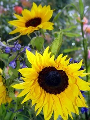 closeup of large sunflower