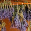 bunches of lavender drying