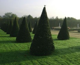 Fast Growing Evergreen Trees