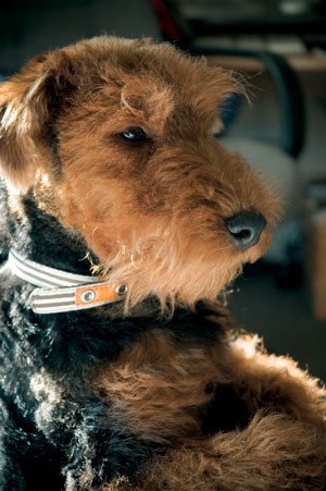 Welsh Terrier