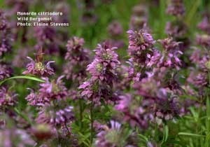 Bergamot (Bee Balm)